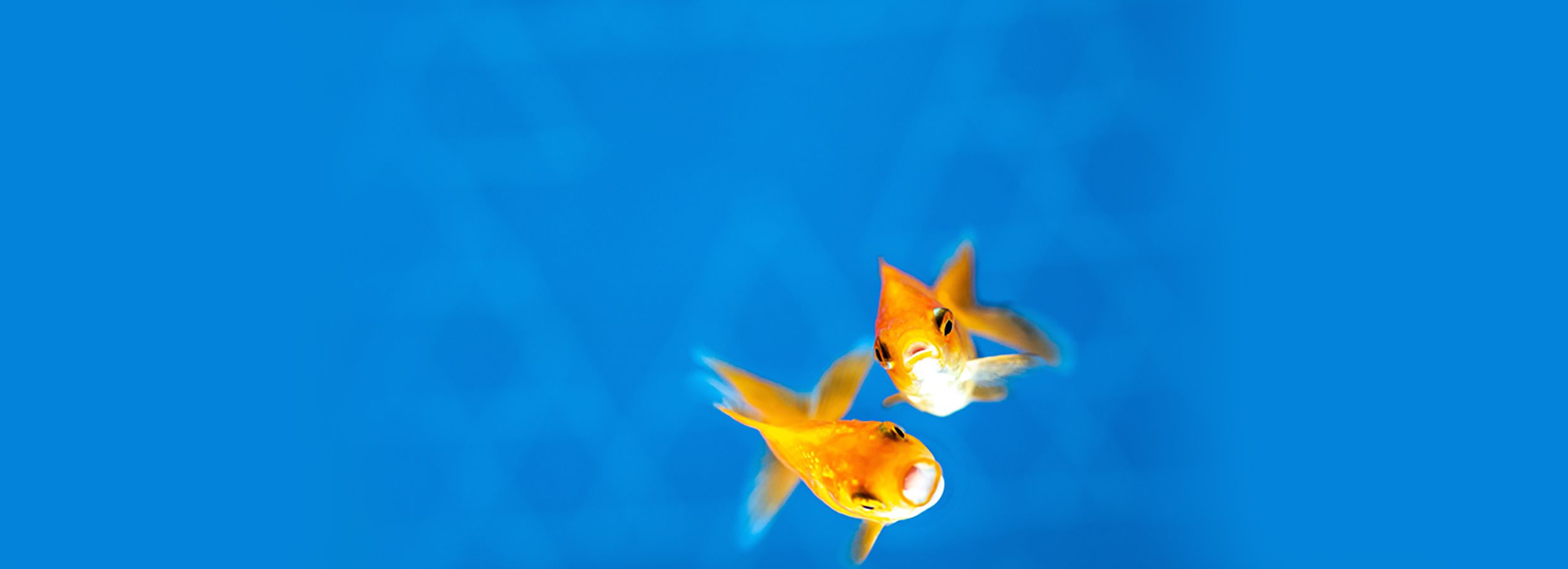 Aquatic Filtration | Happy Fishy